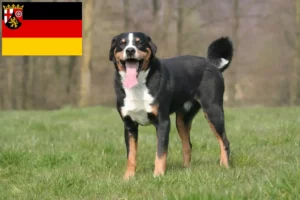 Lees meer over het artikel Appenzell Sennenhondenfokker en Puppies in Rijnland-Palts