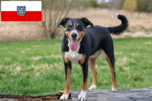 Lees meer over het artikel Appenzell Sennenhondenfokker en Puppies in Thüringen