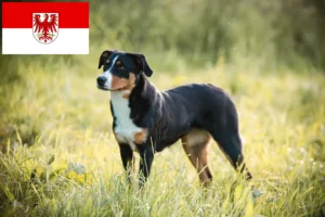 Lees meer over het artikel Appenzell Sennenhondenfokker en Puppies in Brandenburg