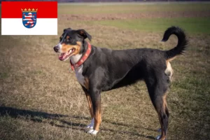 Lees meer over het artikel Appenzell Sennenhondenfokker en Puppies in Hessen