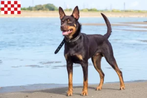 Lees meer over het artikel Australische Kelpie fokkers en pups in Noord-Brabant