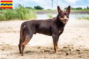 Lees meer over het artikel Australische Kelpie fokkers en puppies in Overijssel