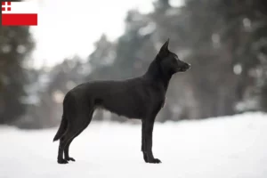 Lees meer over het artikel Australische Kelpie fokker en puppies in Utrecht