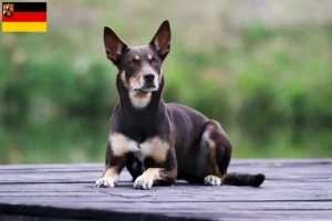 Lees meer over het artikel Australische Kelpie fokkers en puppies in Rijnland-Palts