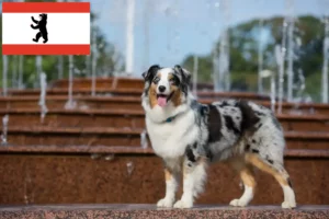 Lees meer over het artikel Australian Shepherd fokkers en puppy’s in Berlijn