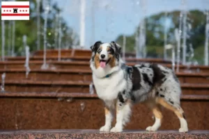 Lees meer over het artikel Australian Shepherd fokkers en pups in Drenthe