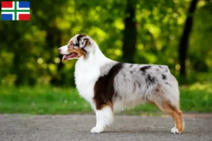 Lees meer over het artikel Australian Shepherd fokkers en pups in Groningen