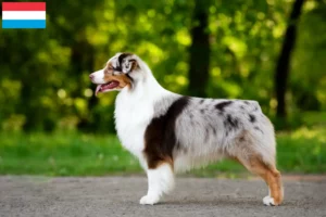 Lees meer over het artikel Australian Shepherd fokkers en pups in Luxemburg