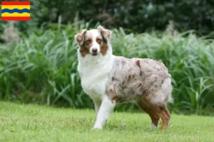 Lees meer over het artikel Australian Shepherd fokkers en pups in Overijssel