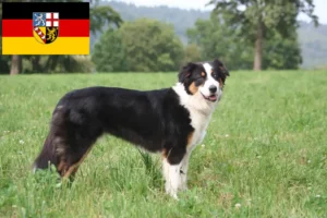 Lees meer over het artikel Australian Shepherd fokkers en pups in Saarland