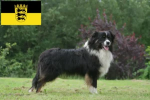 Lees meer over het artikel Australian Shepherd fokkers en pups in Baden-Württemberg