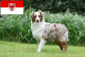 Lees meer over het artikel Australian Shepherd fokkers en pups in Brandenburg