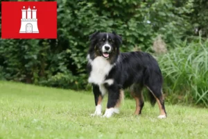 Lees meer over het artikel Australian Shepherd fokkers en pups in Hamburg