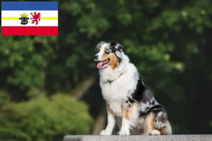 Lees meer over het artikel Australian Shepherd fokkers en pups in Mecklenburg-Vorpommern