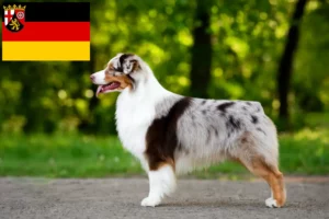 Lees meer over het artikel Australian Shepherd fokkers en pups in Rijnland-Palts