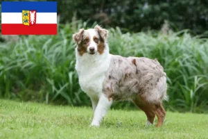 Lees meer over het artikel Australian Shepherd fokkers en pups in Sleeswijk-Holstein