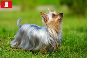 Lees meer over het artikel Australian Silky Terrier fokker en pups in Hamburg