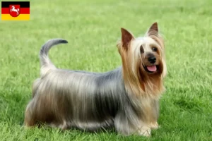 Lees meer over het artikel Australian Silky Terrier fokkers en pups in Nedersaksen