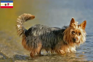 Lees meer over het artikel Australian Terrier fokkers en puppies in Mecklenburg-Vorpommern