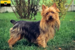 Lees meer over het artikel Australian Terrier fokkers en pups in Saksen-Anhalt