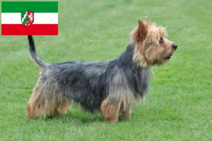 Lees meer over het artikel Australian Terrier fokkers en pups in Noordrijn-Westfalen