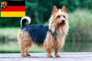 Lees meer over het artikel Australian Terrier fokkers en puppies in Rijnland-Palts