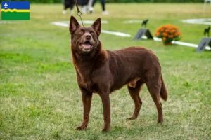 Lees meer over het artikel Australische Kelpie fokkers en puppies in Flevoland