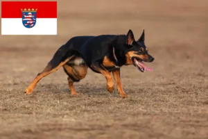 Lees meer over het artikel Australische Kelpie fokkers en puppies in Hessen