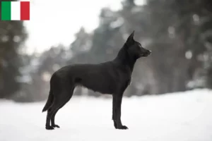 Lees meer over het artikel Australische Kelpie fokkers en puppies in Italië