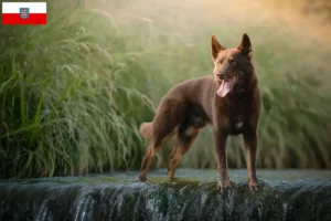 Lees meer over het artikel Australische Kelpie fokkers en puppies in Thüringen