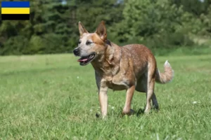 Lees meer over het artikel Australian Cattle Dog fokkers en pups in Gelderland