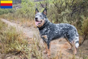 Lees meer over het artikel Australische Veedrijvershonden fokkers en pups in Noord-Holland