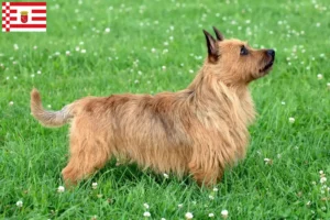 Lees meer over het artikel Australian Terrier fokkers en pups in Bremen