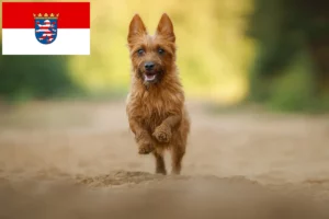 Lees meer over het artikel Australian Terrier fokkers en pups in Hessen