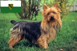 Lees meer over het artikel Australian Terrier fokkers en puppies in Saksen