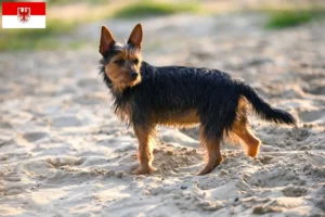 Lees meer over het artikel Australian Terrier fokkers en pups in Brandenburg