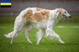 Lees meer over het artikel Barsoi fokkers en pups in Gelderland