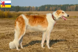 Lees meer over het artikel Barsoi fokkers en pups in Limburg