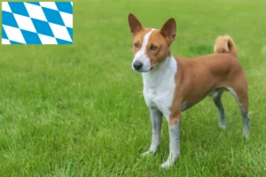 Lees meer over het artikel Basenji fokkers en pups in Beieren