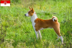 Lees meer over het artikel Basenji fokkers en pups in Brandenburg