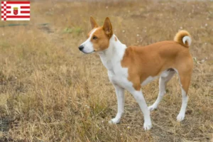 Lees meer over het artikel Basenji fokkers en pups in Bremen