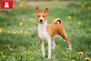 Lees meer over het artikel Basenji fokkers en pups in Hamburg