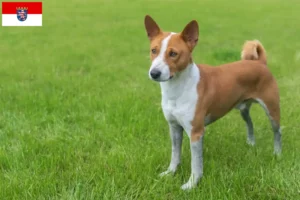 Lees meer over het artikel Basenji fokkers en pups in Hessen