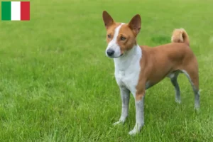 Lees meer over het artikel Basenji fokkers en pups in Italië