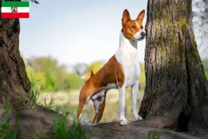 Lees meer over het artikel Basenji fokkers en pups in Noordrijn-Westfalen