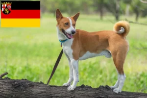 Lees meer over het artikel Basenji fokkers en pups in Rijnland-Palts