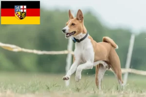 Lees meer over het artikel Basenji fokkers en pups in Saarland