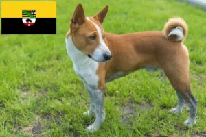 Lees meer over het artikel Basenji fokkers en pups in Saksen-Anhalt