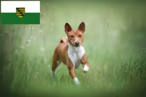 Lees meer over het artikel Basenji fokkers en pups in Saksen