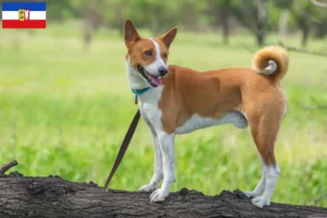 Lees meer over het artikel Basenji fokkers en pups in Sleeswijk-Holstein